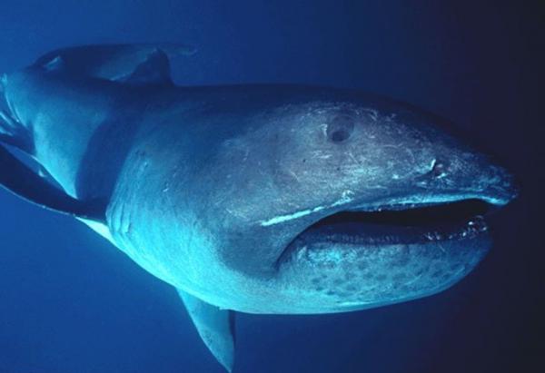 Maailman 10 suurinta haita - Bigmouth Shark