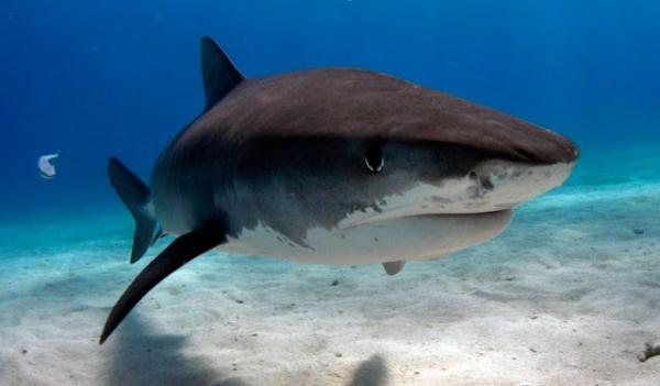 Maailman kymmenen suurinta haita - Tyynenmeren nukkuva hai