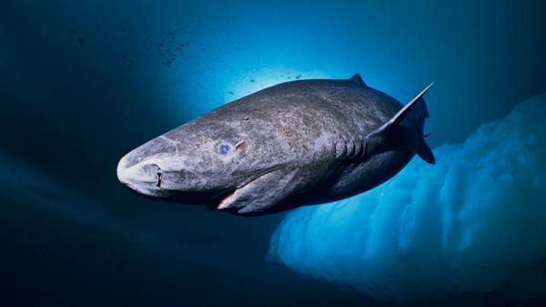 Maailman kymmenen suurinta haita - Grönlanninhai