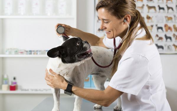 Hiivan välikorvatulehdus koirilla - Oireet ja hoito - Hiivatulehduksen hoito