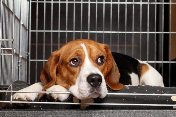 Hiivan välikorvatulehdus koirilla - Oireet ja hoito - Hiivat, joihin liittyy välikorvatulehdus