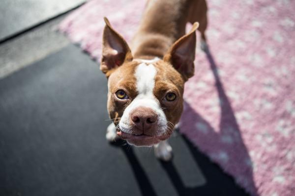 Hiiva -otiitti koirilla - Oireet ja hoito - Auttaa hiivatulehduksen hoidossa