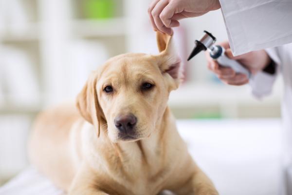 Otohematoma koirilla - syyt, hoito ja korjaustoimenpiteet - Otohematooman hoito koirilla