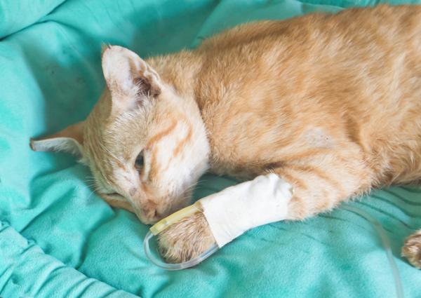 Haimatulehdus kissoilla - Oireet ja hoito - Haimatulehduksen hoito kissoilla