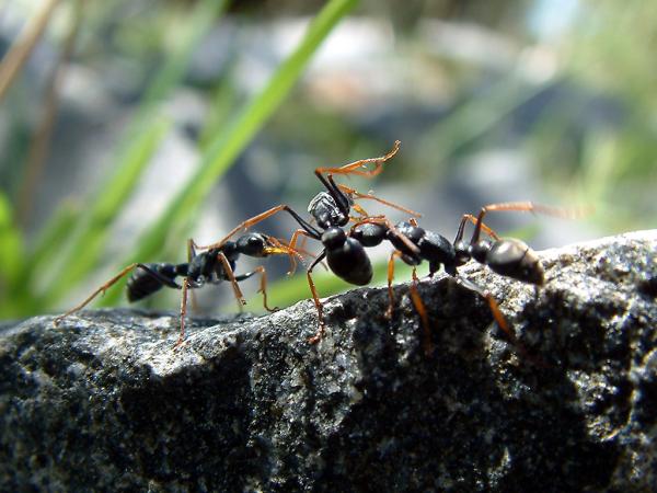 Pistävät hyönteiset - tyypit ja ominaisuudet - Jumping Ant