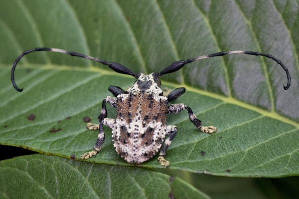 Pistävät hyönteiset - tyypit ja ominaisuudet - Scorpion Beetle 