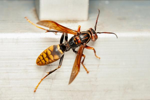 Pistävät hyönteiset - tyypit ja ominaisuudet - Asian Giant Hornet