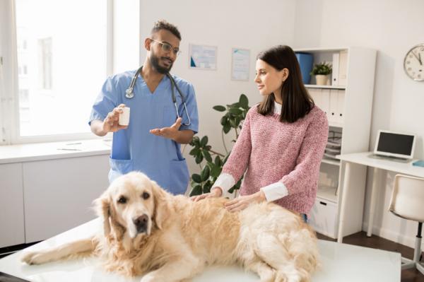 Haimatulehdus koirilla - Oireet, syyt ja hoito - Haimatulehduksen hoito koirilla