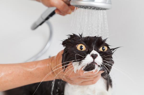 Kuinka kylpeä aikuinen kissa ensimmäistä kertaa?  - Yleisiä vinkkejä aikuisen kissan uimiseen