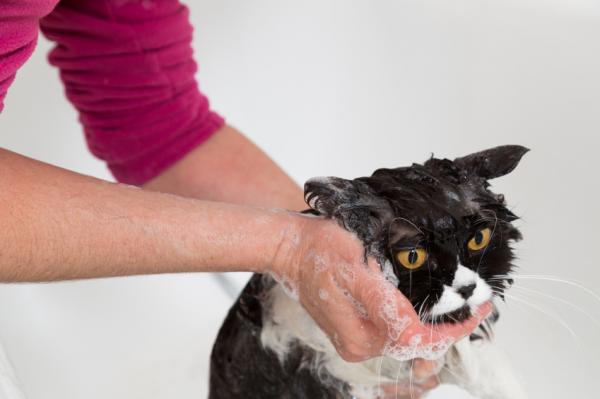 Kuinka kylpeä aikuinen kissa ensimmäistä kertaa?  - Kylpyhuoneessa