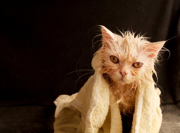 Kuinka kylpeä aikuinen kissa ensimmäistä kertaa?  - Nopea kylpy