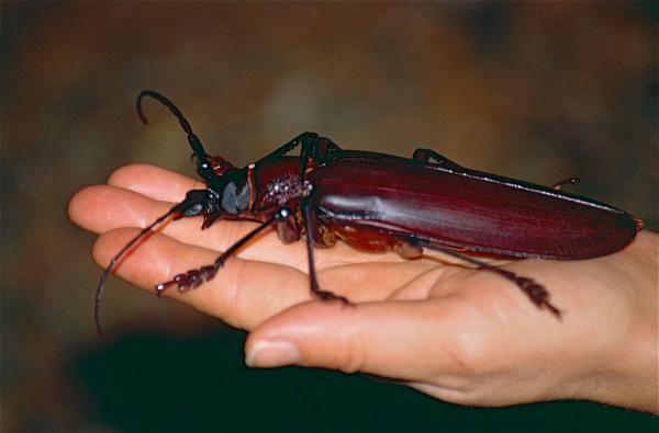 Maailman suurimmat hyönteiset - Coleoptera