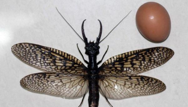 Maailman suurimmat hyönteiset - Megaloptera ja odonata