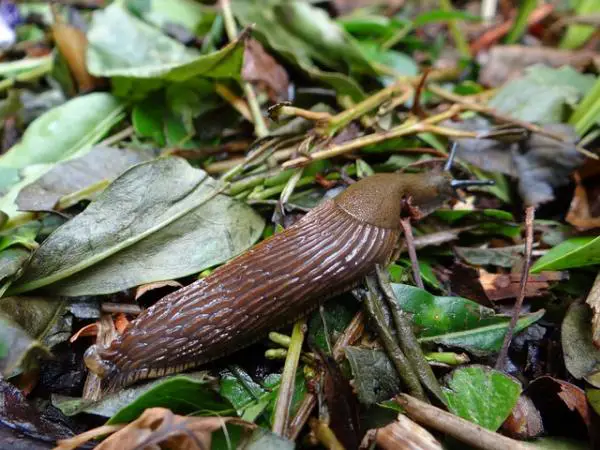 Eläimet, jotka elävät maan alla - Slugs