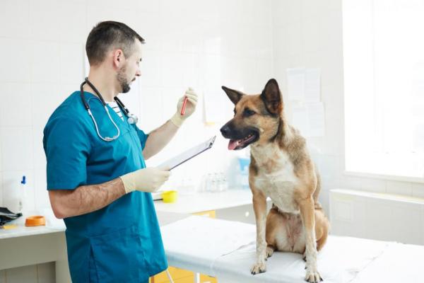Alhaiset verihiutaleet koirilla - syyt ja hoito - Kuinka nostaa koiran verihiutaleita?