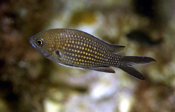 Välimeren Rockfish - Pienikokoinen Rockfish