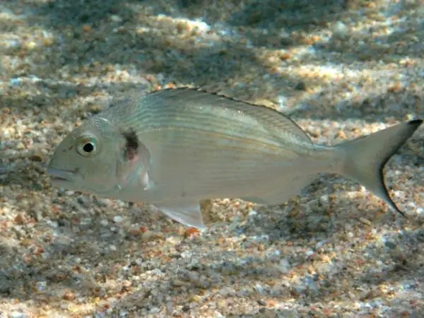 Välimeren kaljukala - Kalliot laiduntavat kalat
