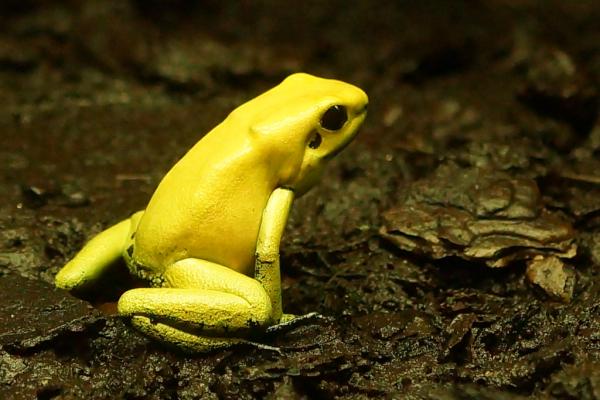 10 myrkkysammakkoa nimillä ja valokuvilla - 1. Kultainen sammakko
