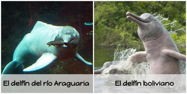 Makean veden delfiinien tyypit - Bolivian delfiini ja Araguaria -joen delfiini
