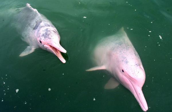 Makean veden delfiinien tyypit - Vaaleanpunainen delfiini