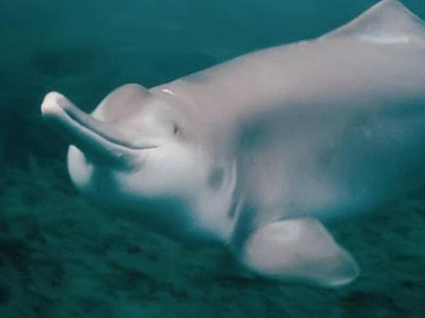 Makean veden delfiinien tyypit - Indus -delfiini