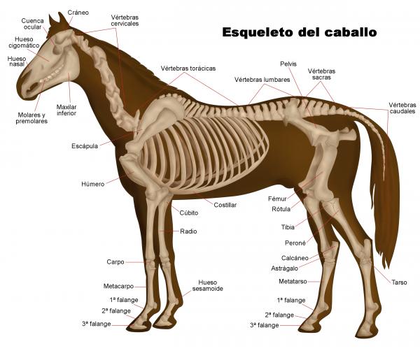 Hevosen anatomia - hevosen luuranko