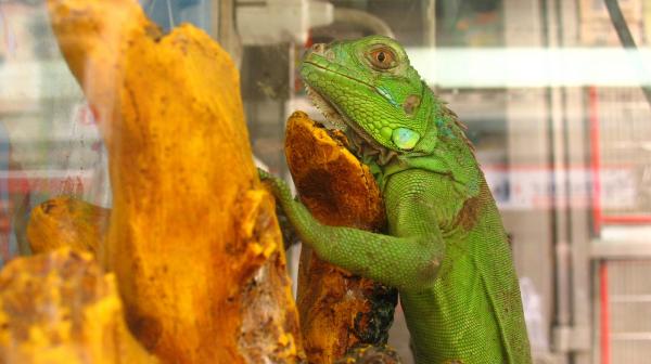 Iguanan hoito ja ruokinta - Iguana -terraario