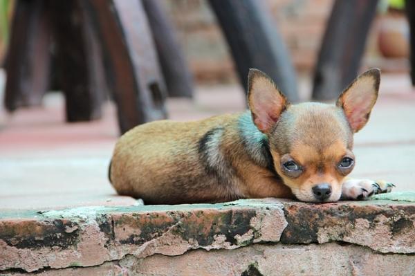 Miksi Chihuahua ravistelee paljon?  - vapina jännityksestä