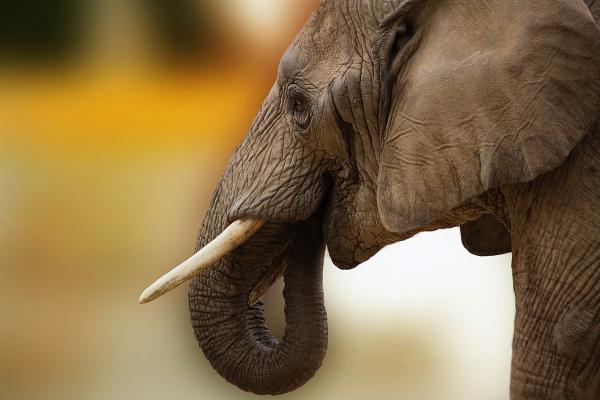 Erot afrikkalaisten ja aasialaisten norsujen välillä - Tusks