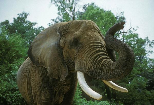 Erot afrikkalaisten ja aasialaisten norsujen välillä - runko