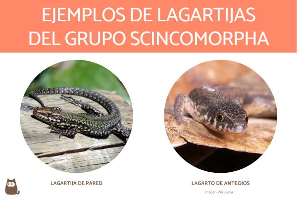 Liskojen tyypit - Scincomorpha -ryhmän liskoja