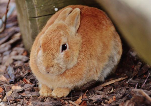 Miksi kanini virtsaa valkoisena?  - Urolithiasis tai munuaiskivet kaneilla