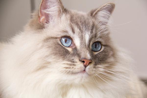 Ragdoll Cat Care - Perus Ragdoll -hoito