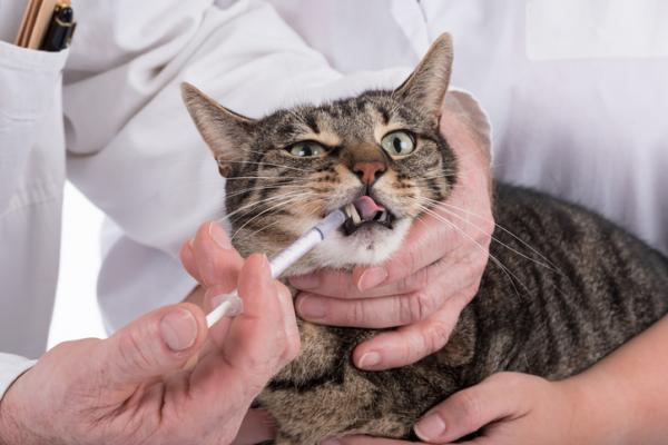 Miksi kissani kuolaa, kun annan hänelle lääkettä?  - Kuinka antaa siirappia kissalle, joka ei halua?