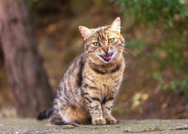 11 kissan ääntä ja niiden merkitys - Kuinka monta ääntä kissa voi antaa?