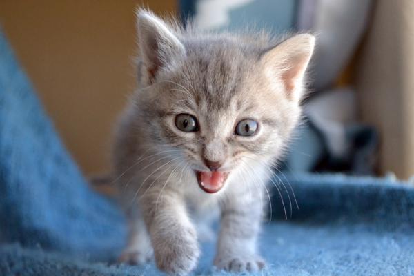 11 kissan ääntä ja niiden merkitys - 8. Avunpyyntö kissanpentuille 