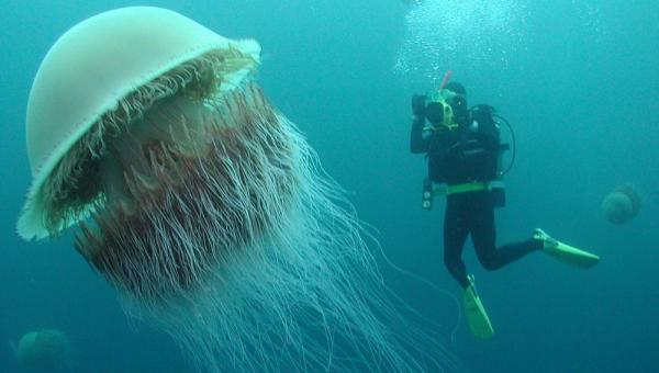 Meduusatyypit - jättimäiset meduusat 