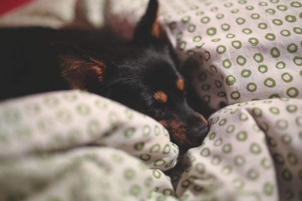Miksi koirat raapivat sänkyä ennen nukkumaanmenoa?  - Mukavuus