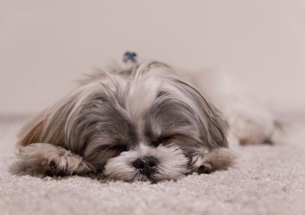 Miksi koirat raapivat sänkyä ennen nukkumaanmenoa?  - Säädä lämpötilaa