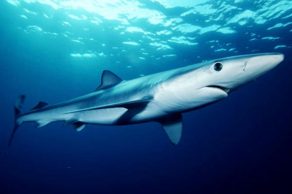 Mikä on nopein eläin meressä?  - Top 10-6 Blue Shark