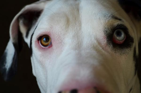 Koirarodut kaksivärisillä silmillä - Koirarodut, joilla on osittainen heterokromia