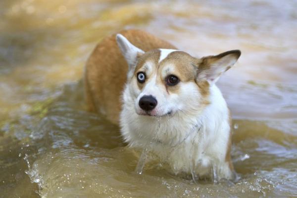 Koirarodut kaksivärisillä silmillä - Koirat, joilla on yksi sininen silmä ja yksi ruskea silmä