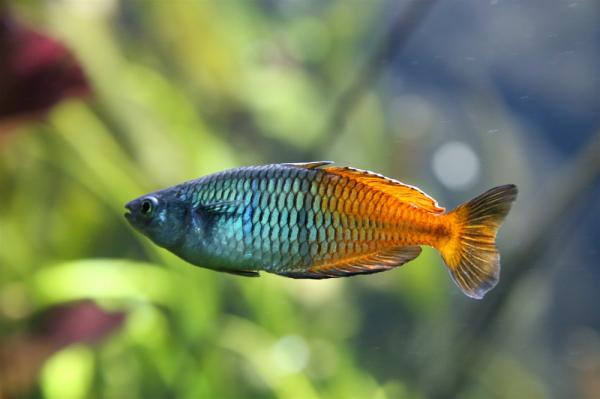 Rainbow Fish Care - akvaariovesi