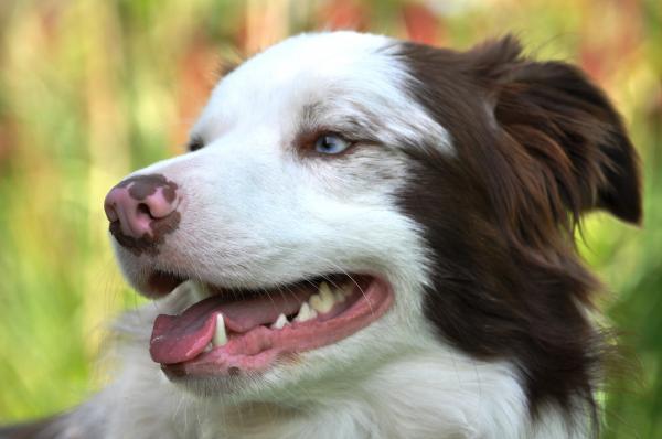 Miksi koiran nenä on värjäytynyt?  - Koiran nenän pigmentaatio autoimmuunisairauksien vuoksi