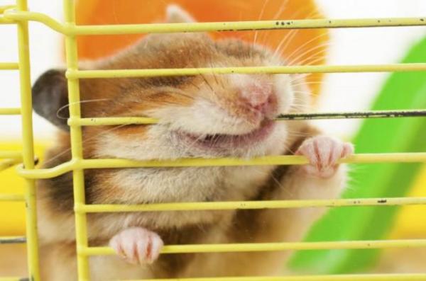 Miksi hamsteri ei syö?  - Hamsterisi ei syö, koska hän on surullinen tai stressaantunut