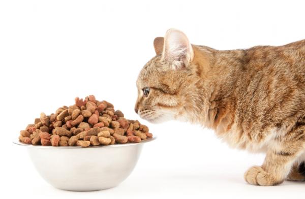 5 oireita kyllästyneestä kissasta - 2. Alkaa syödä enemmän