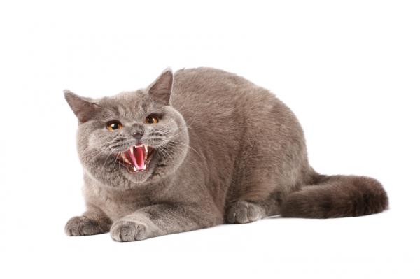 5 oireita kyllästyneestä kissasta - 5. Sosiaaliset suhteet vaikuttavat