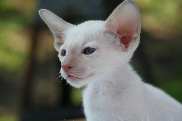 Huolehditko albiinokissasta - albiinokissa vai valkoinen kissa?