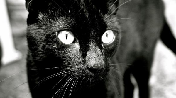 Kissojen persoonallisuus värin mukaan - Musta kissa