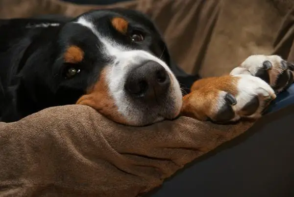 Miksi koirani nuolee tyynyjään?  - Tyynyjen hikirauhaset